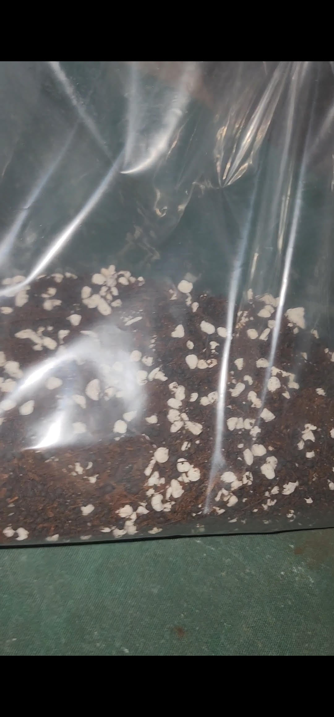 A clear plastic bag of FAS Custom Soil-less Premium Mixes, featuring dark aroid soil blended with white perlite particles, is shown against a green background—ideal for supporting optimal plant health.