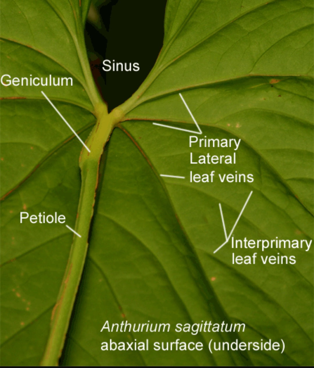 🌿 Understanding Anthurium Abaxial Anatomy: The Hidden Side of the Leaf