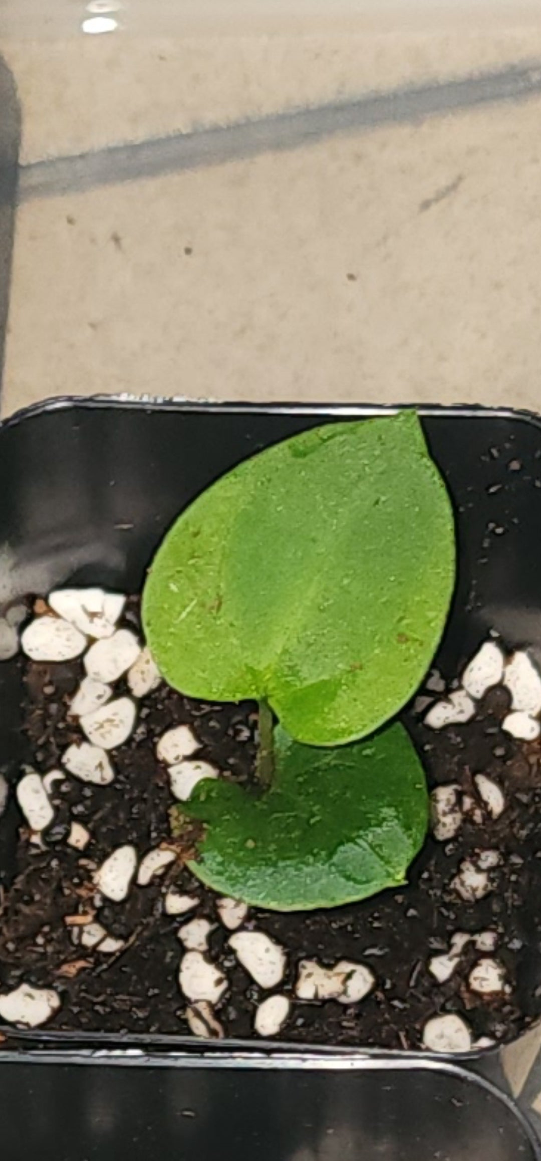 Anthurium and Seasonal Change