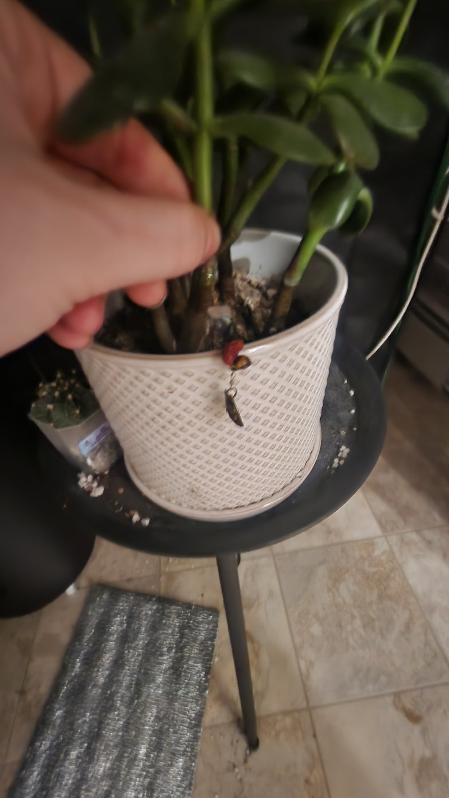 A hand holds a green plant in a white textured pot on a black stand, featuring FAS Plant Charms. A ladybug crawls on the pot, with crystals and soil scattered at the base.