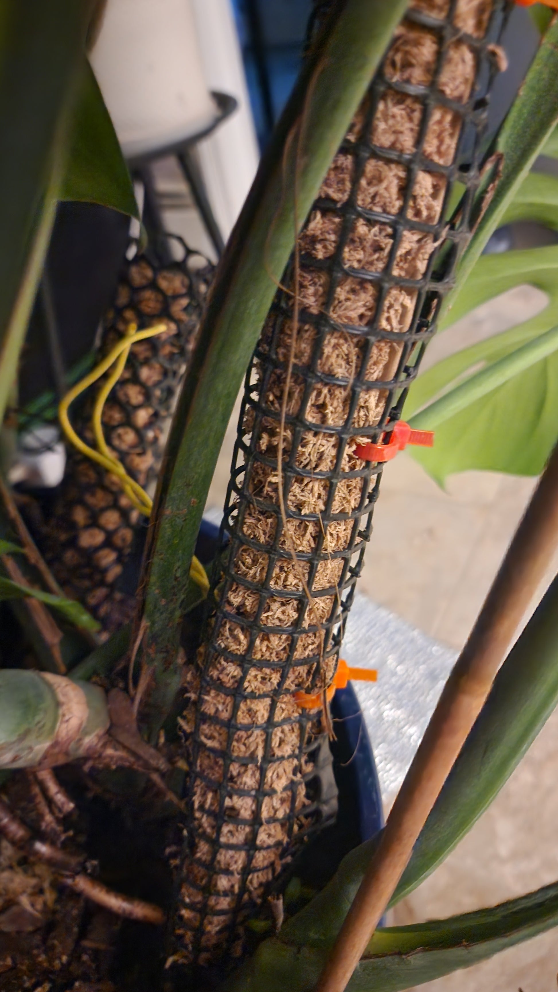 The FAS Moss Poles feature black mesh and orange zip ties, providing sturdy support for green stems and climbing plants.