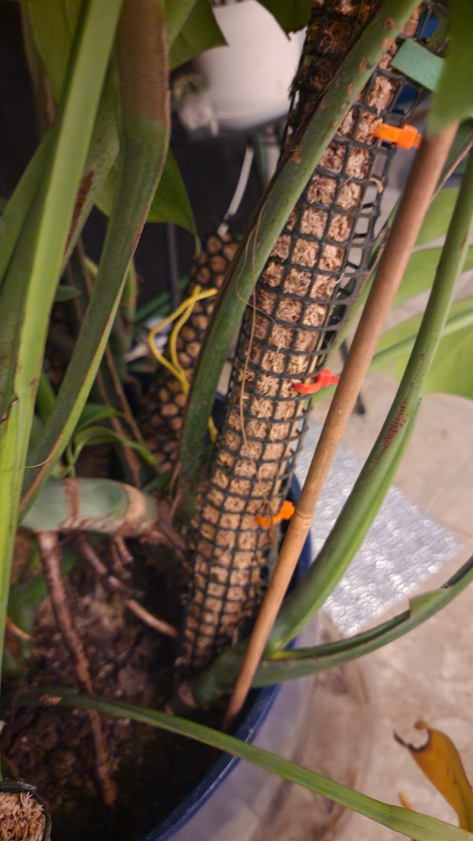 Close-up of a potted climbing plant with tall green stems supported by FAS Moss Poles wrapped in netting. Orange and yellow clips secure the stems, with a bamboo stick and silvery reflector offering extra support nearby.
