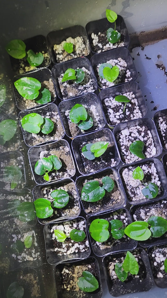 Anthurium Papillaminum FAS1