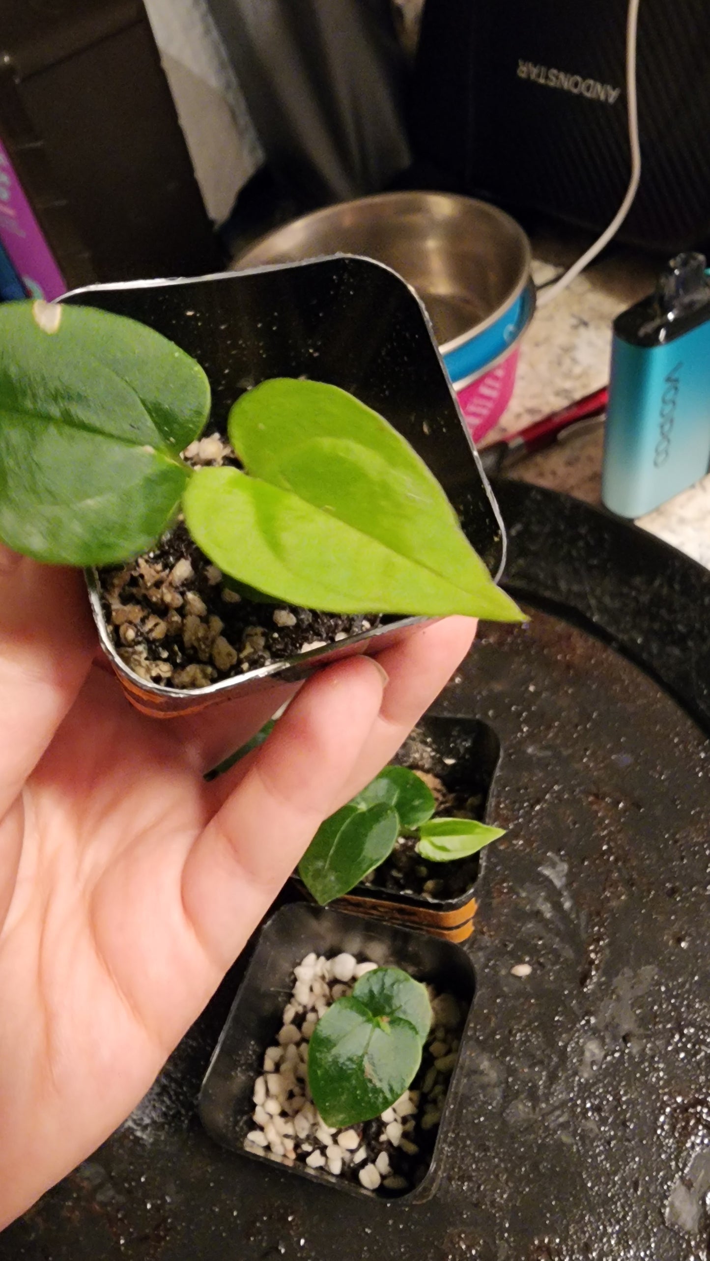 Anthurium Papillaminum FAS1