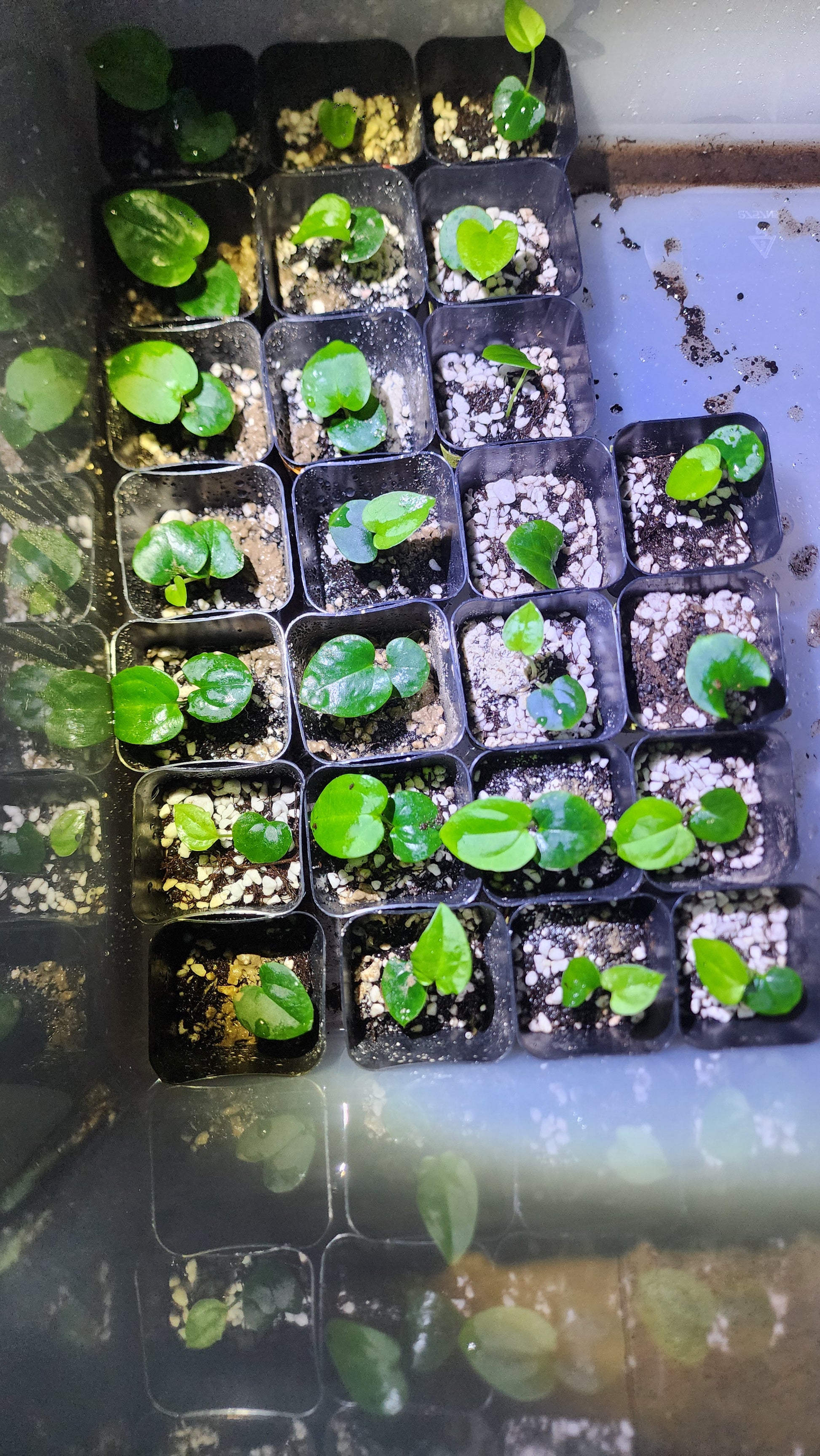 FAS Papillilaminum FAS1 2 pack seedlings grow in black plastic pots with soil and perlite, arranged in a grid. Some pots contain more seedlings than others, all illuminated by light from the left.