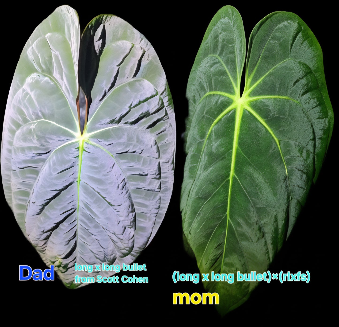 The FAS Papillilaminum FAS1 2 pack features two large green Anthurium leaves side by side on black; the left "Dad" in blue, the right "Mom" in yellow, each with lineage details in smaller text.