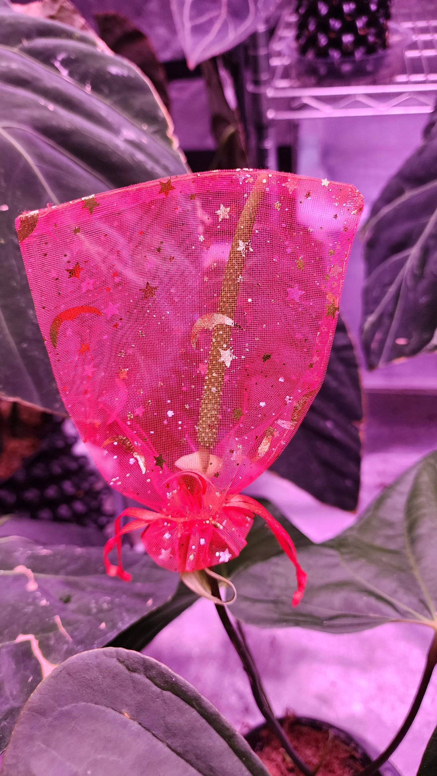 The FAS 3 Plant flower bags feature breathable red material with star and moon decorations on the spadix, surrounded by large green leaves and ideal for use under purple-pink grow lights.