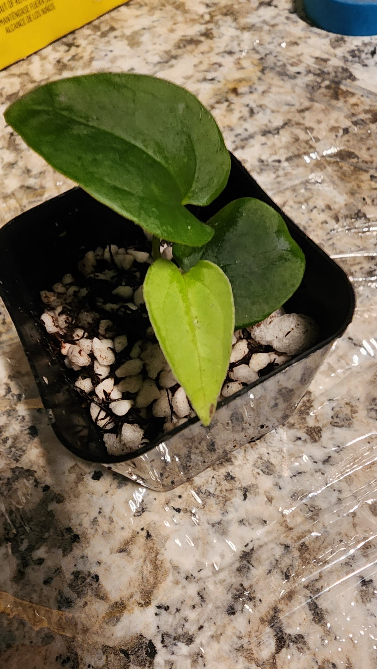 Anthurium Papillaminum FAS1