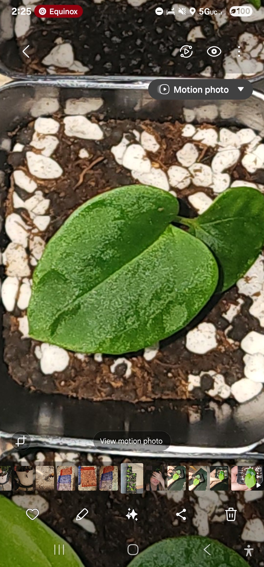 Close-up of two broad-leaved Papillilaminum FAS1 plants by FAS, growing in soil with white stones inside a black plastic pot. The top of a phone screen with icons and time is also visible. 2 pack.