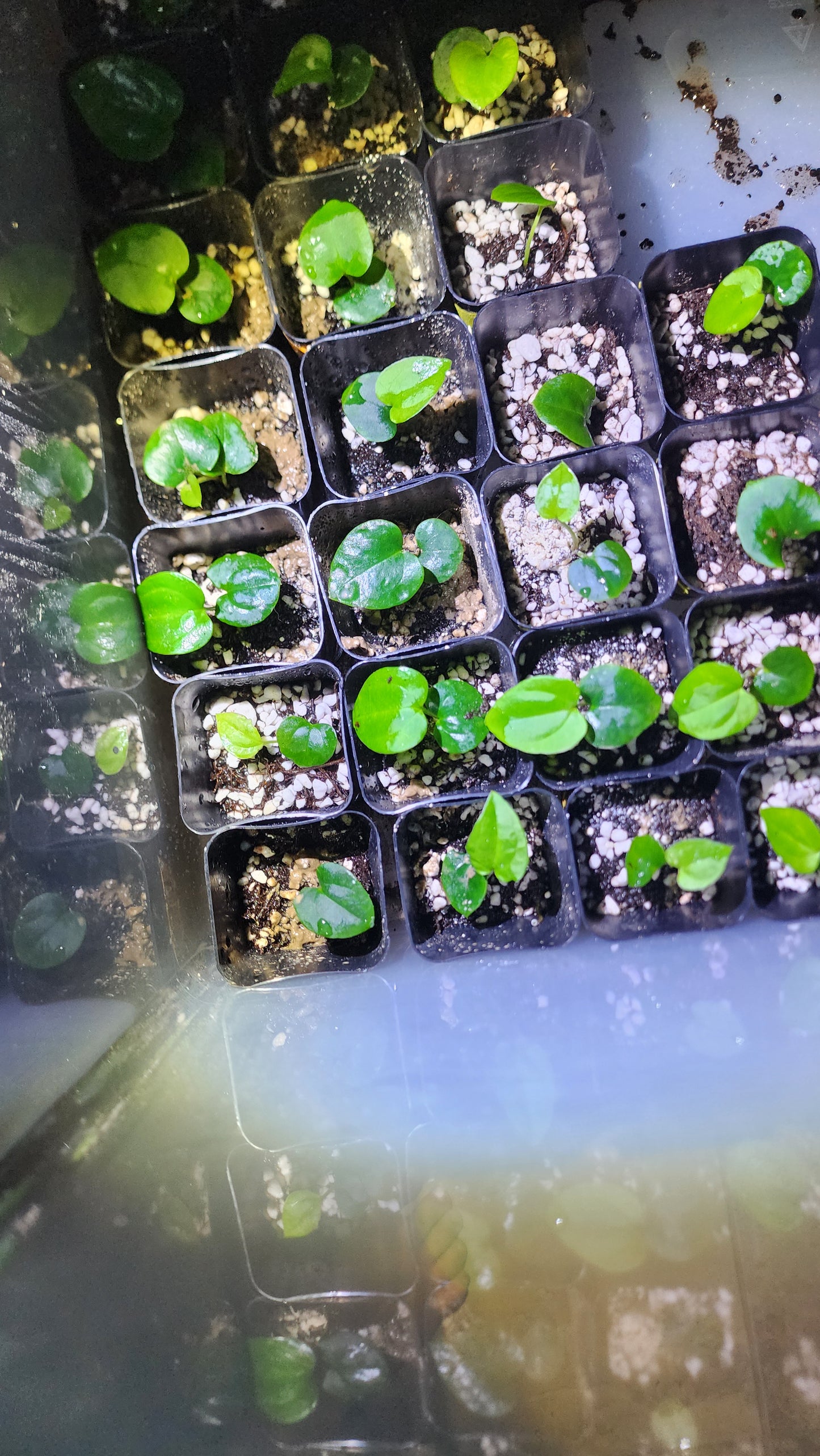 Papillilaminum FAS1 2 pack by FAS features small green seedlings with round leaves, each in a square pot filled with soil and white perlite. Bright light illuminates them from the left side.