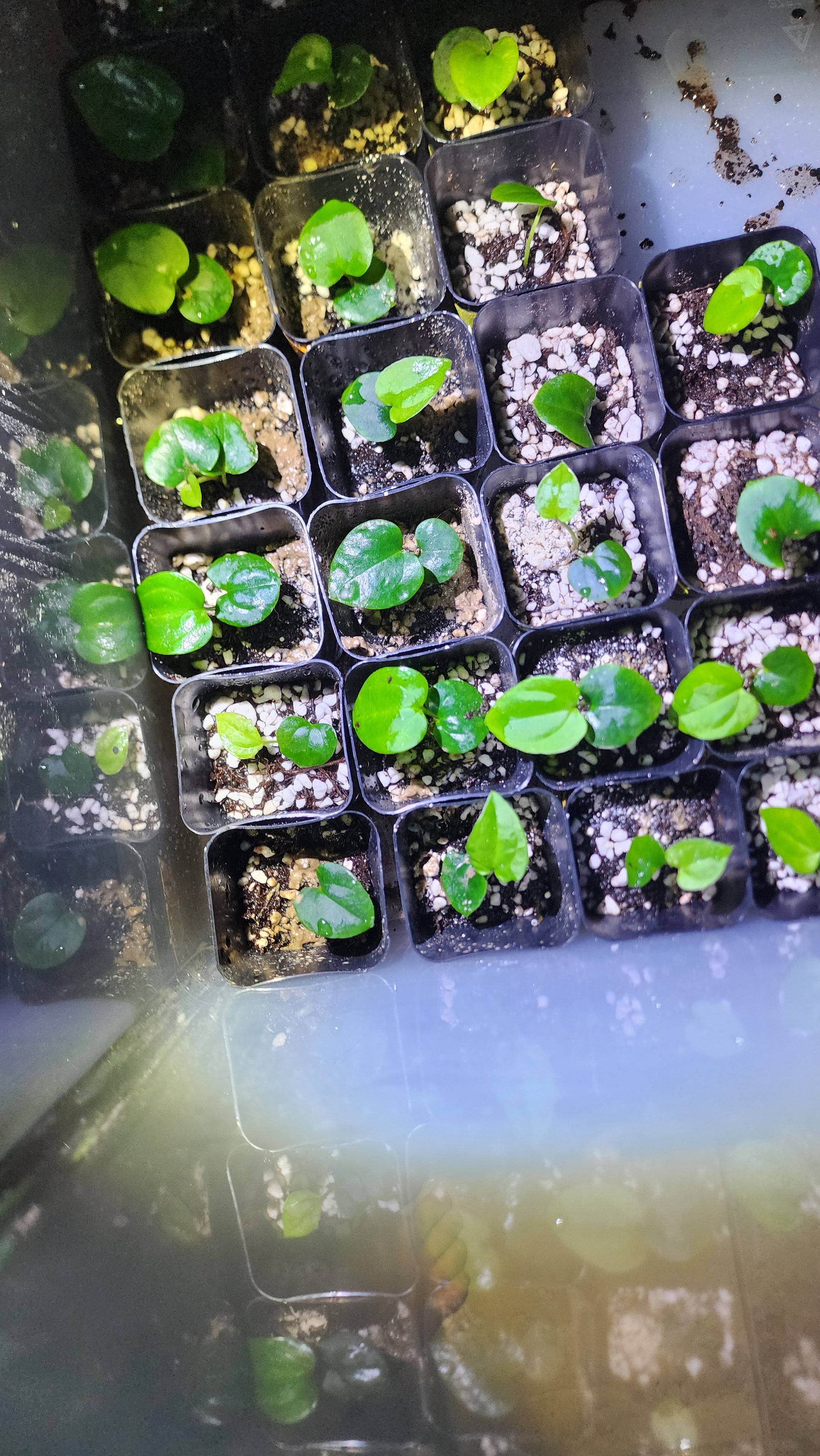 Papillilaminum FAS1 2 pack by FAS features small green seedlings with round leaves, each in a square pot filled with soil and white perlite. Bright light illuminates them from the left side.