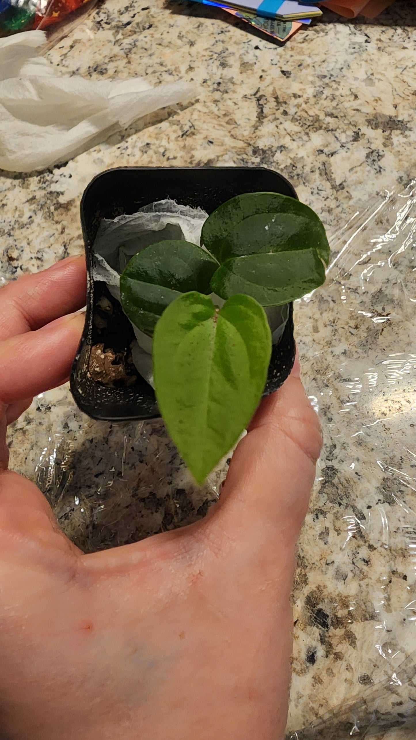 Anthurium Papillaminum FAS1